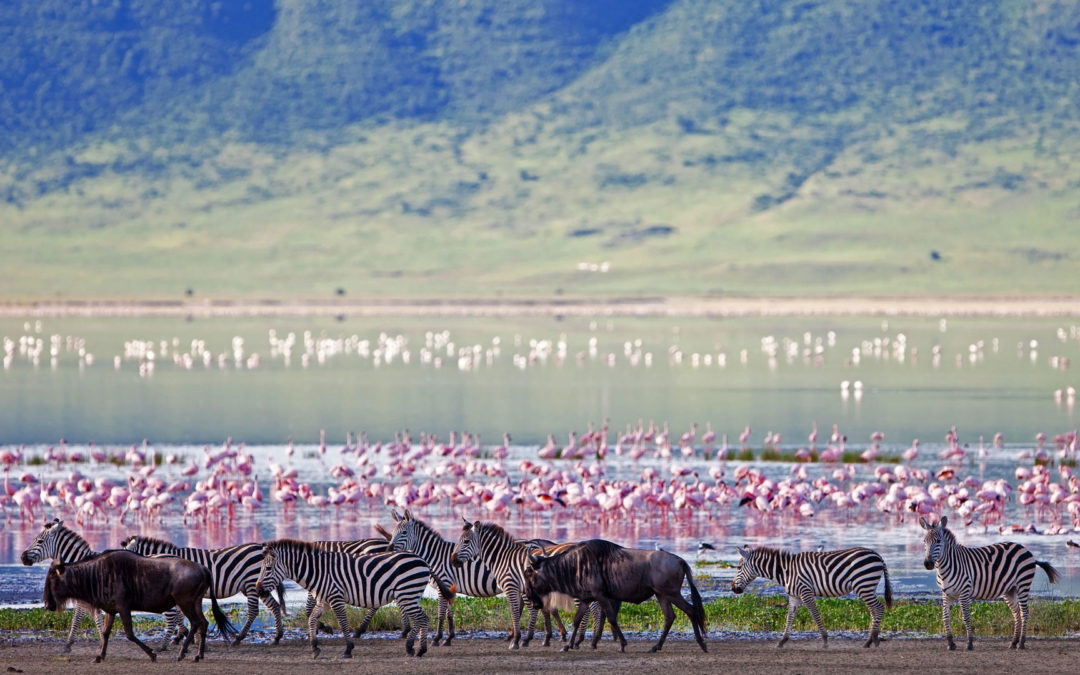 Ngorongoro