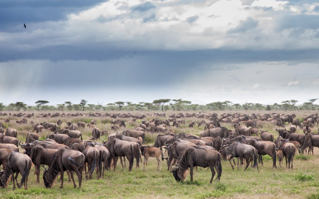 Serengeti